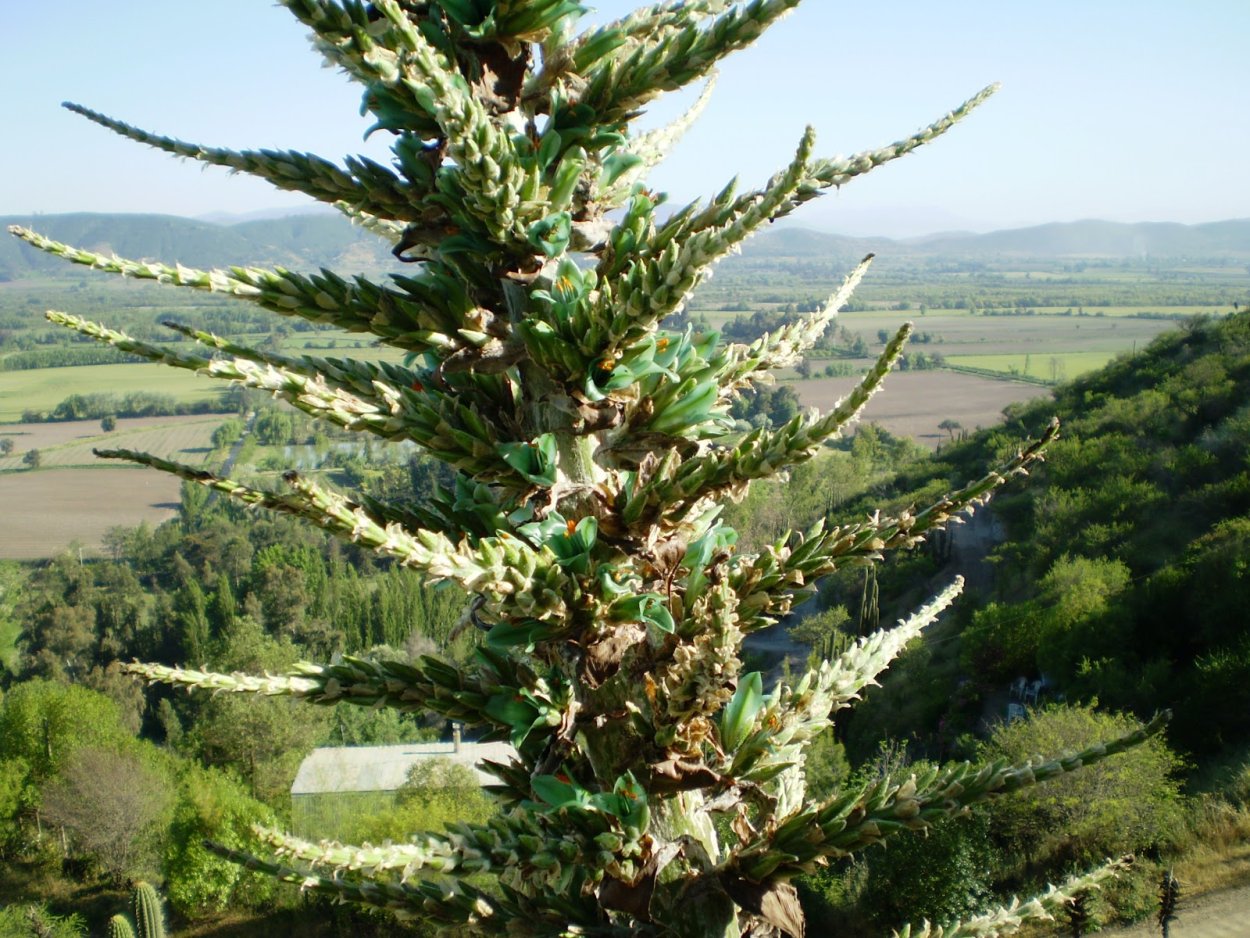 Пуйя Раймонди растение