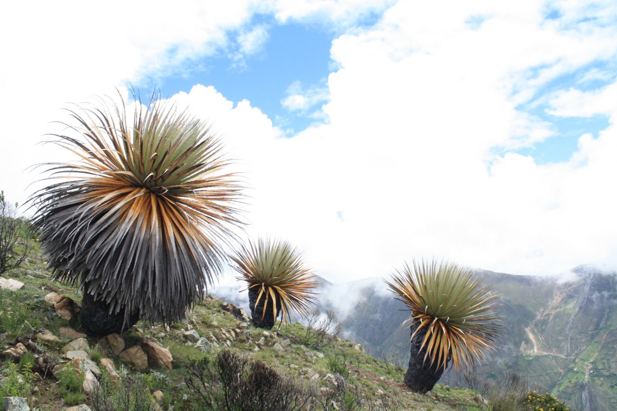 Пуйя раймондии