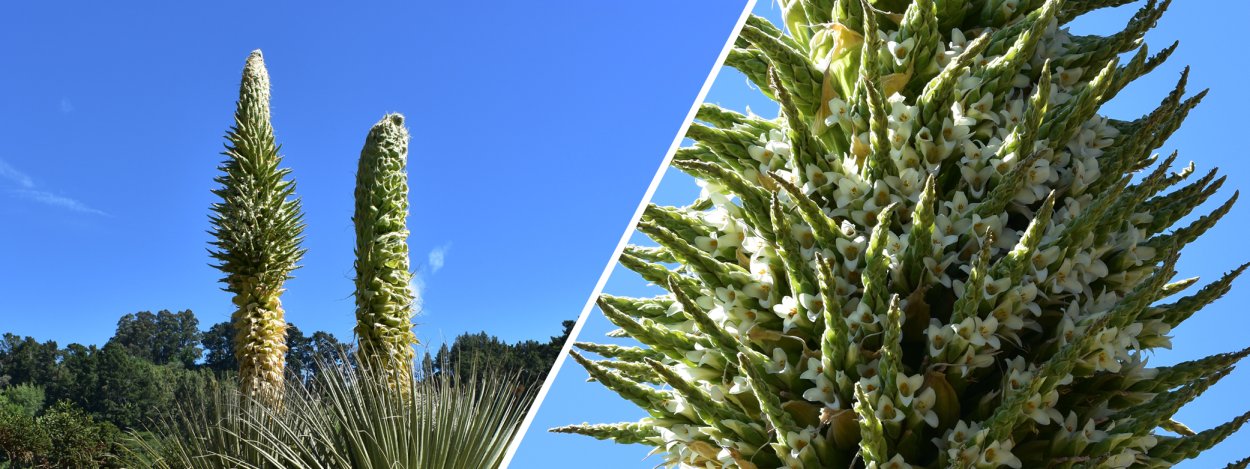 ПИТКЕРНИЯ Лазурная