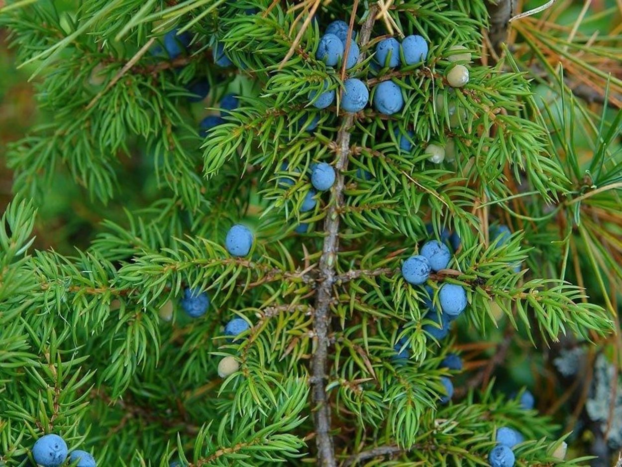 Можжевельник Juniperus communis