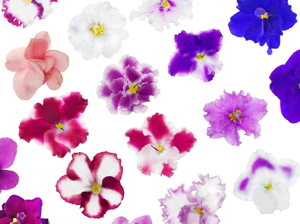 Цвет фиалки