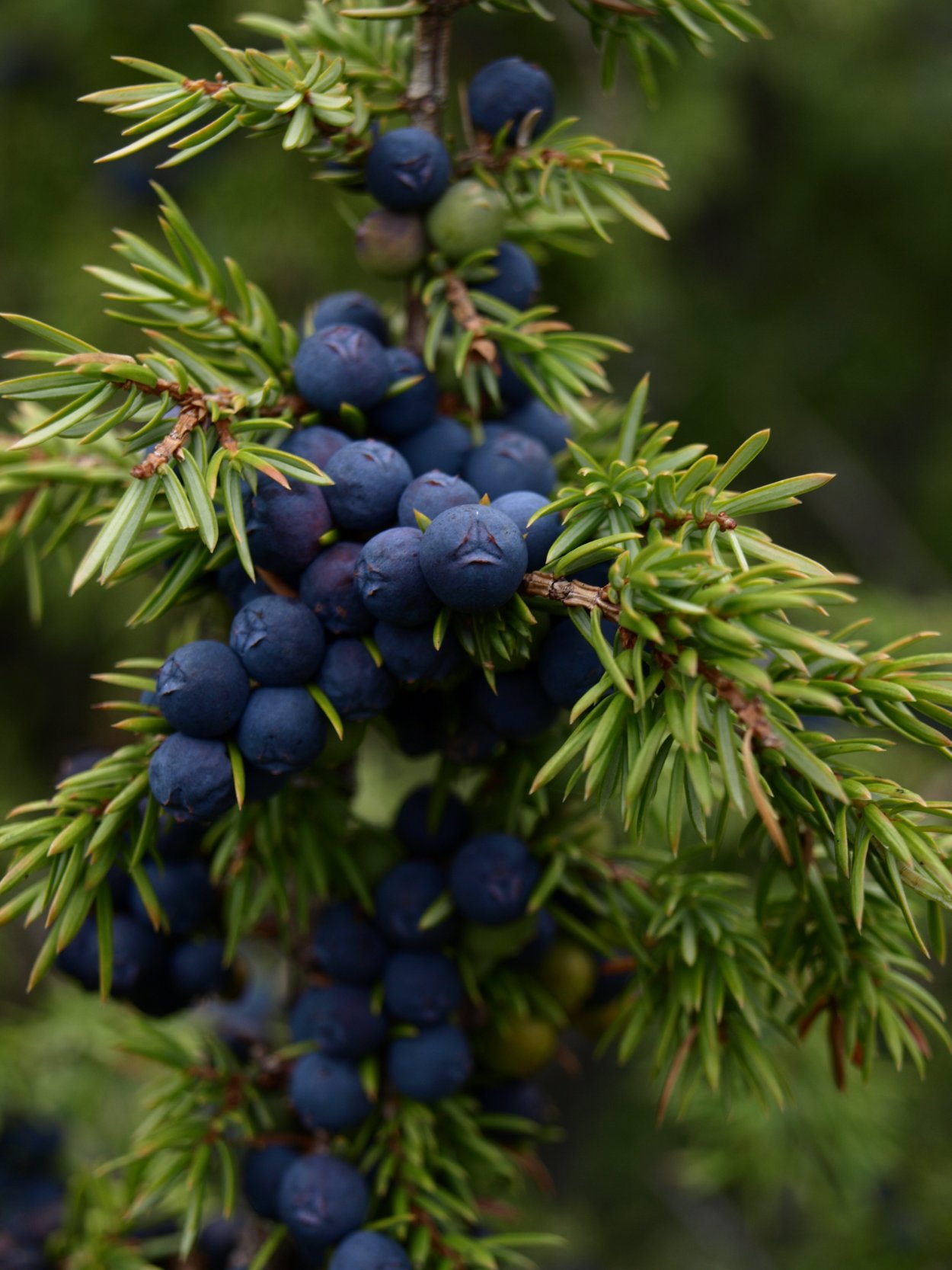 Артыш можжевельник