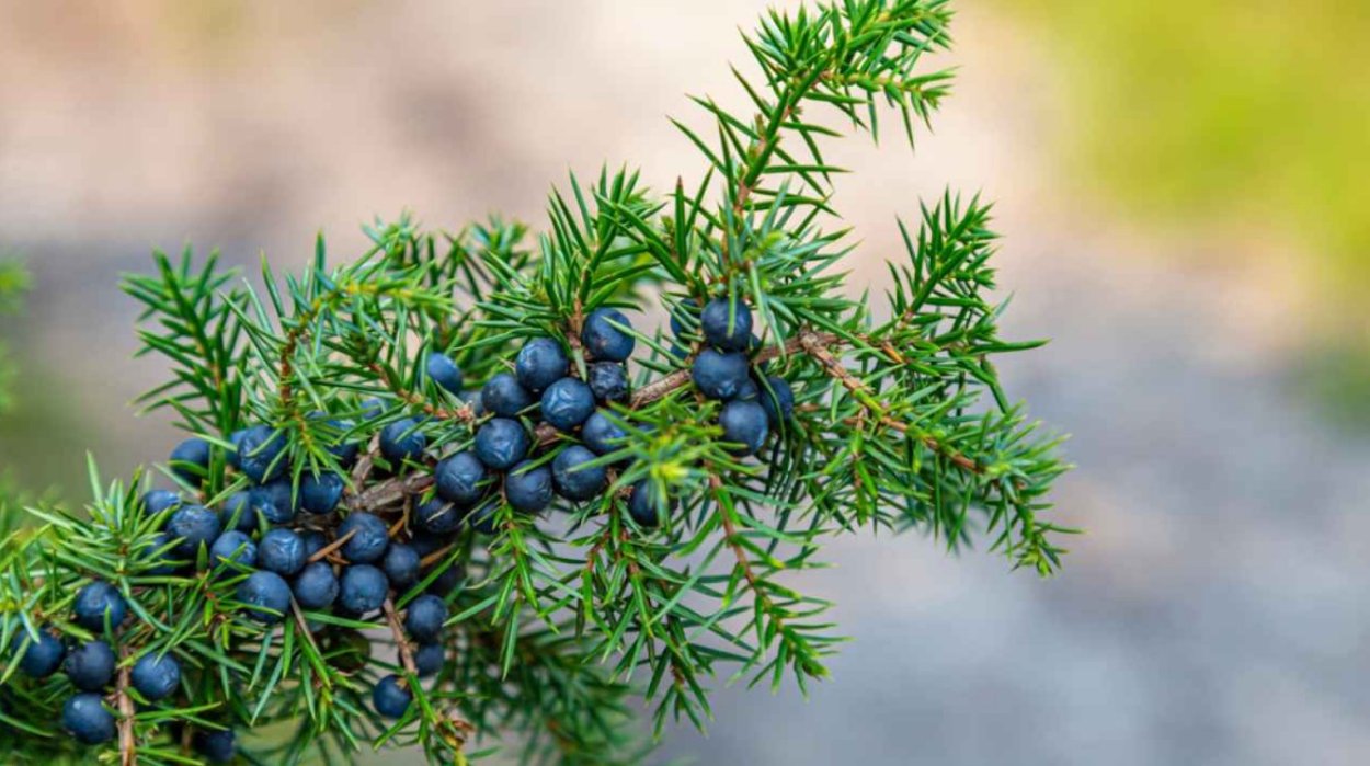 Можжевельник макро