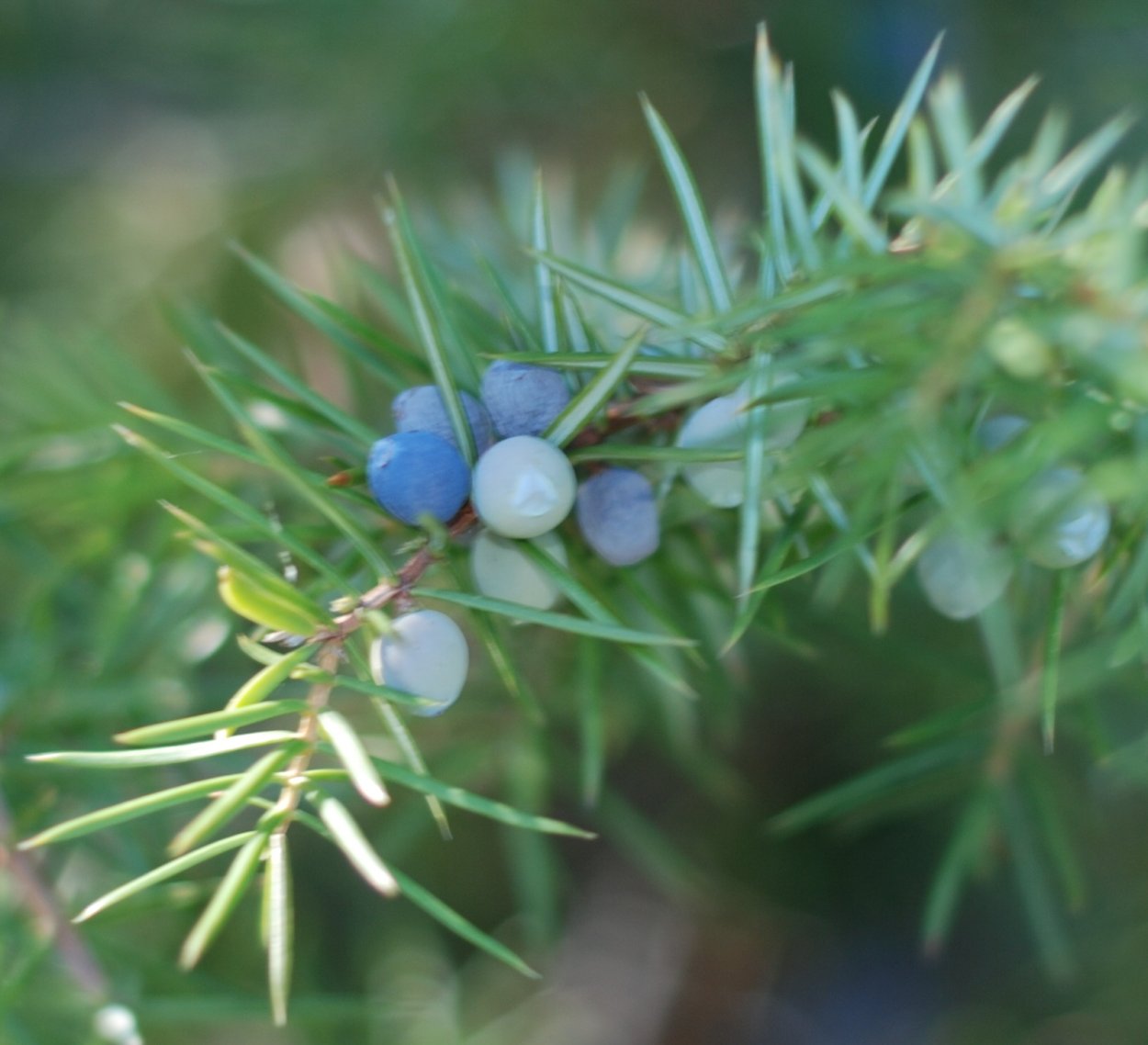 Juniper Berry можжевельник