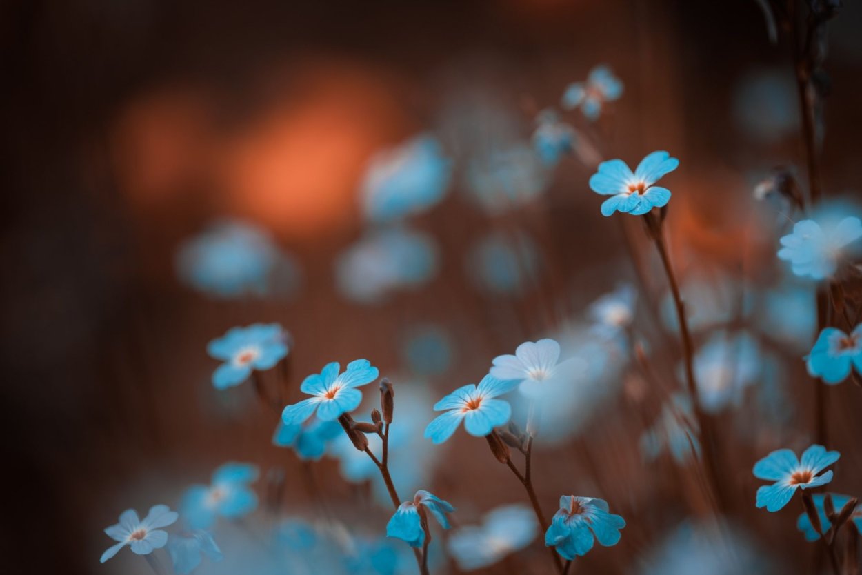 Картинки милых цветочков