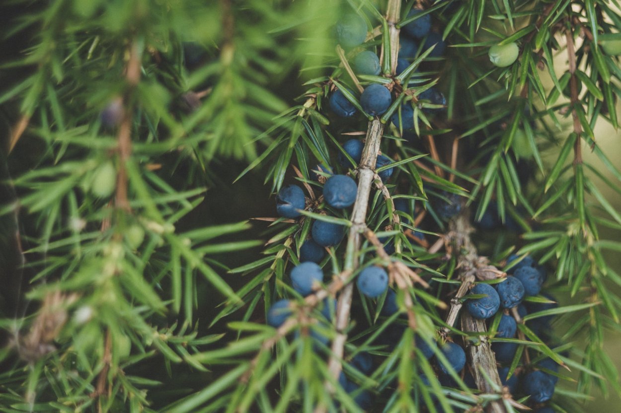 Можжевельник казацкий ягоды