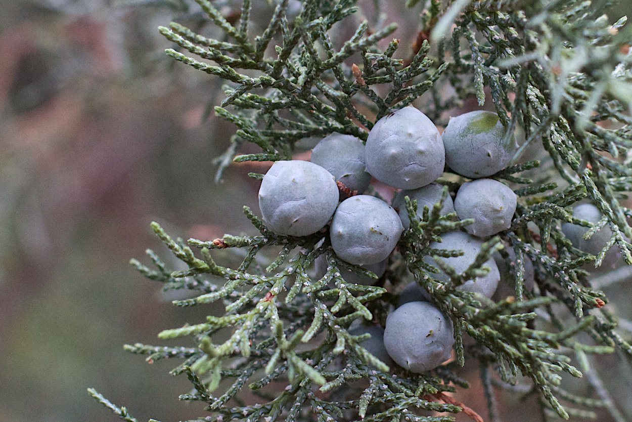 Шишкоягоды можжевельника