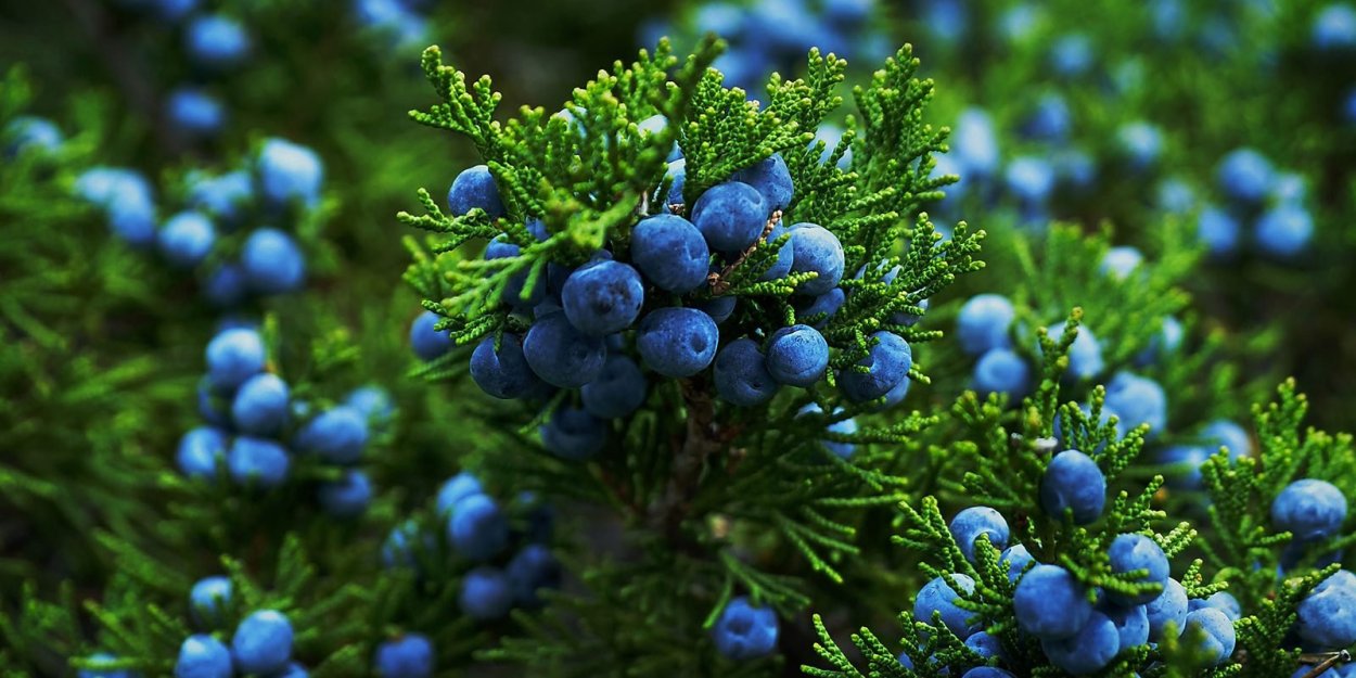 Розмарин и можжевельник
