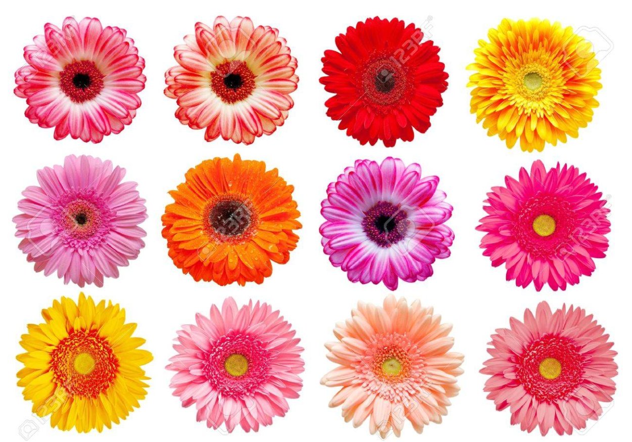 Цветы герберы для вырезания