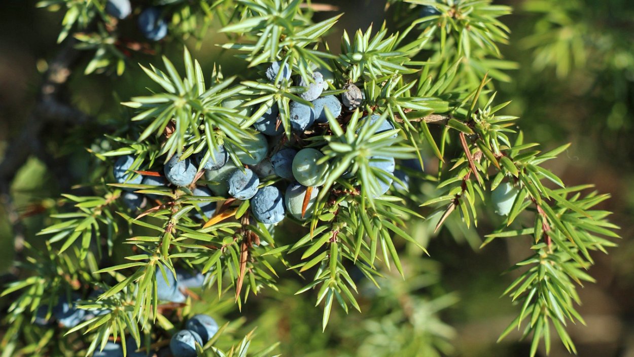 Можжевельник обыкновенный Верес