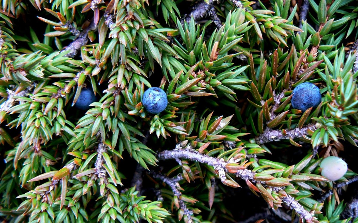 Хвойные кустарники можжевельник