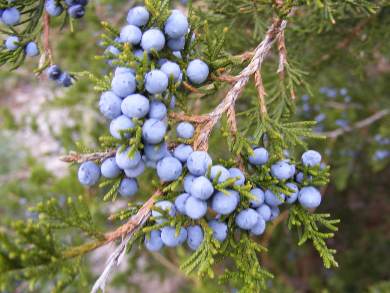 Можжевельник виргинский шишки