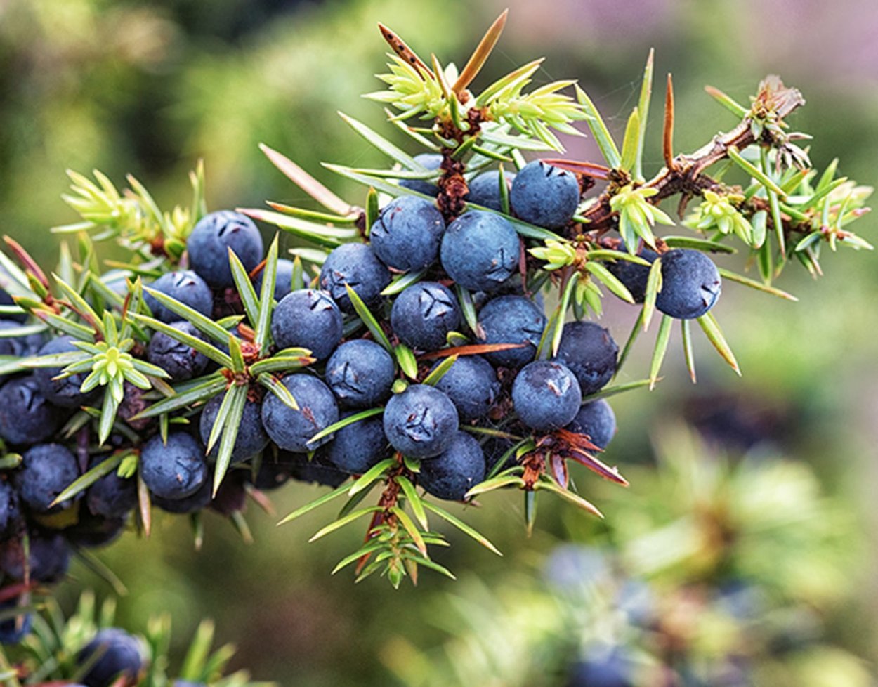 Можжевельник ягоды съедобные
