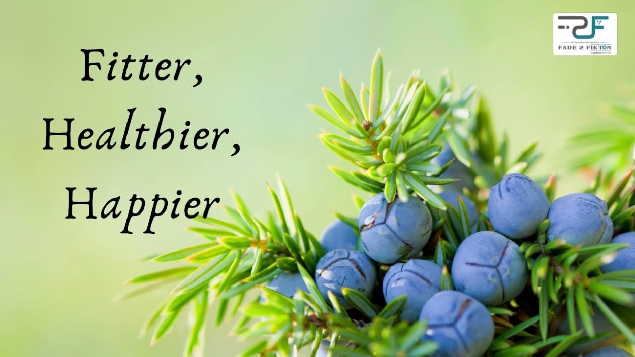 Ветка можжевельника