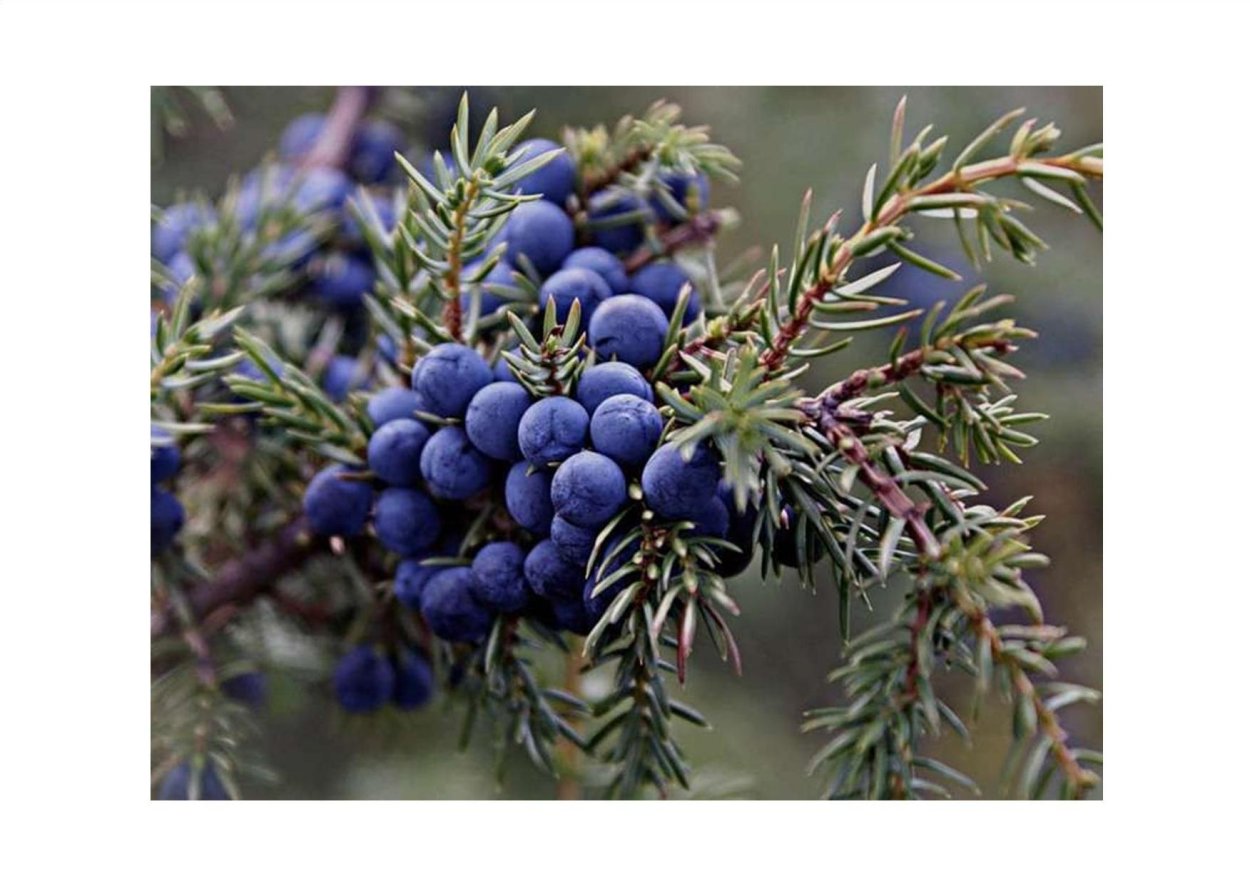 Можжевельник ягода