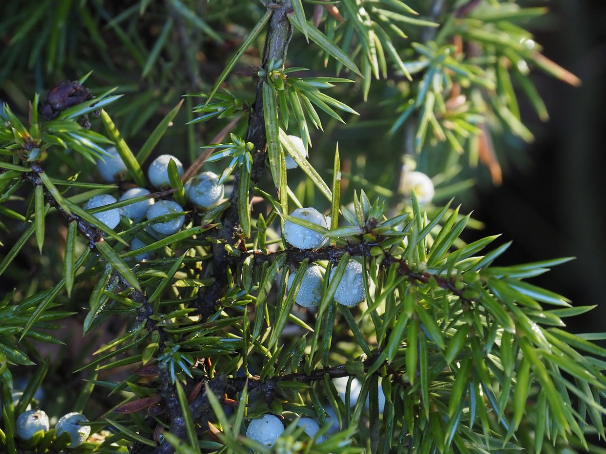 Шишкоягоды можжевельника
