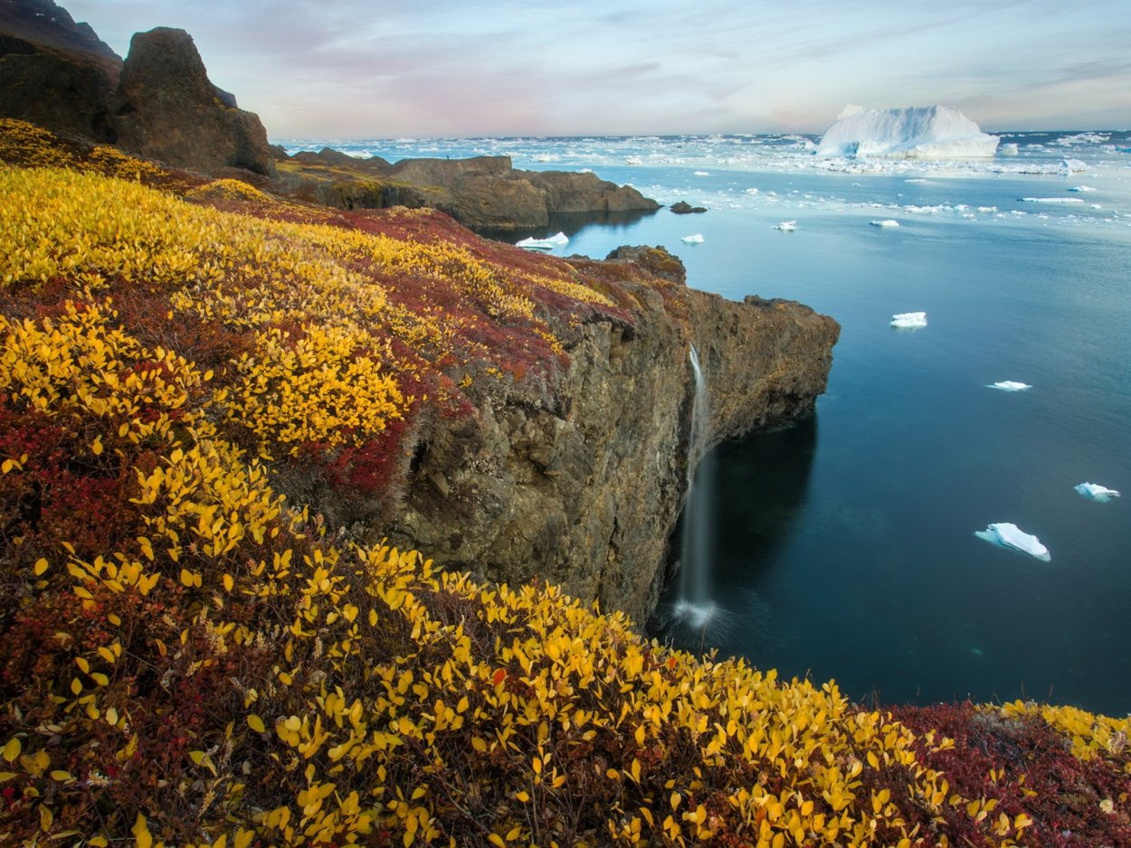 Остров Гренландия растительность