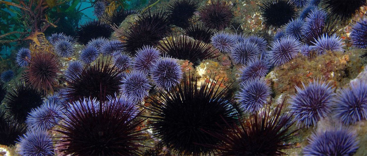Баренцево море и Северный Ледовитый океан