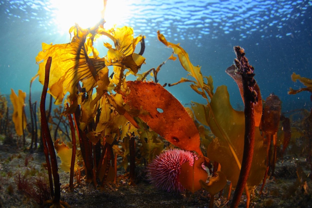 Дайвинг в Баренцевом море