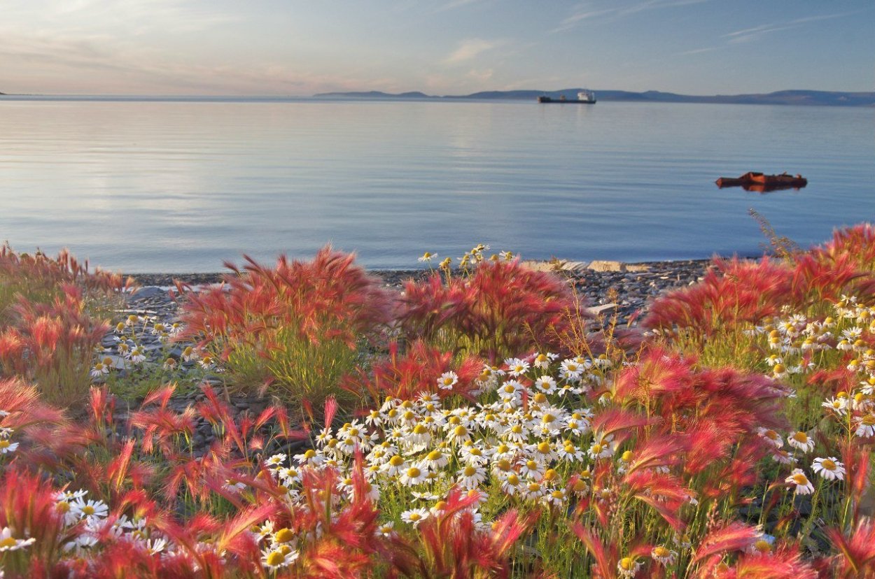 Тундра побережье Северного Ледовитого океана