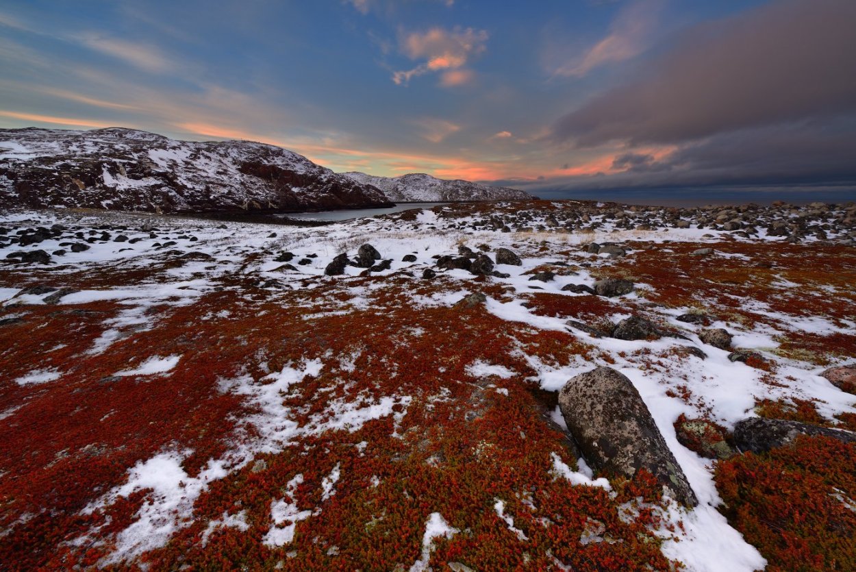 Ламинария в тихом океане