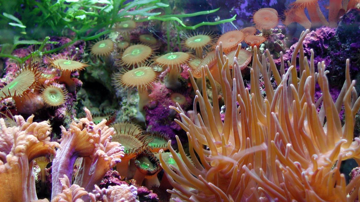 Коралловый полип симбиотические водоросли