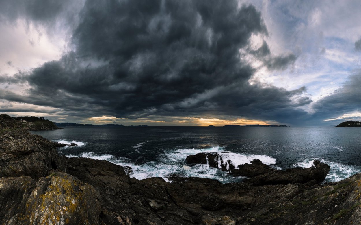 Морские Ежи на водорослях