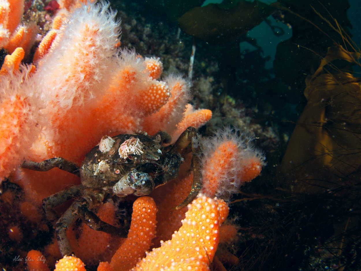 Морская фауна Баренцева моря