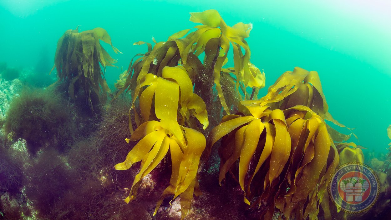 Ламинария Баренцева моря