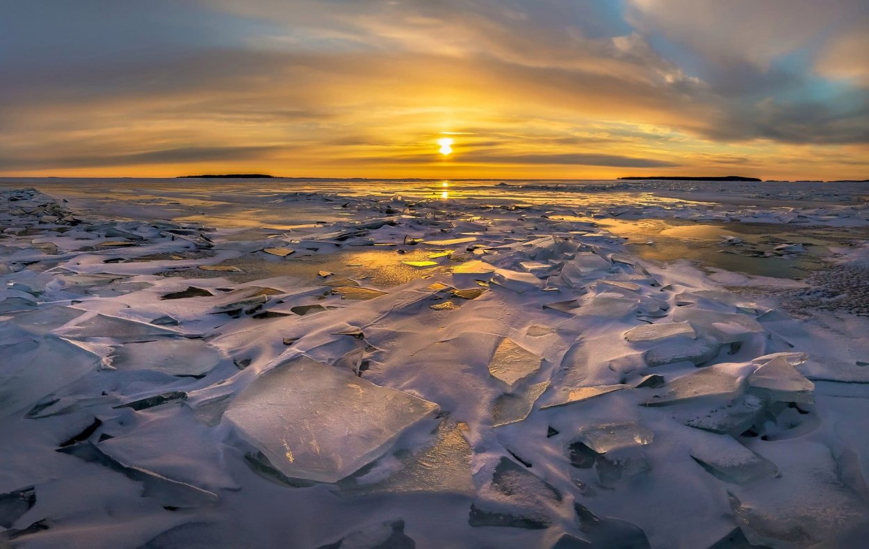 Коралловые полипы (Anthozoa)