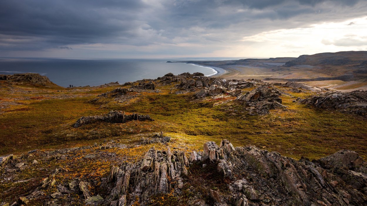 Морской еж Баренцева моря