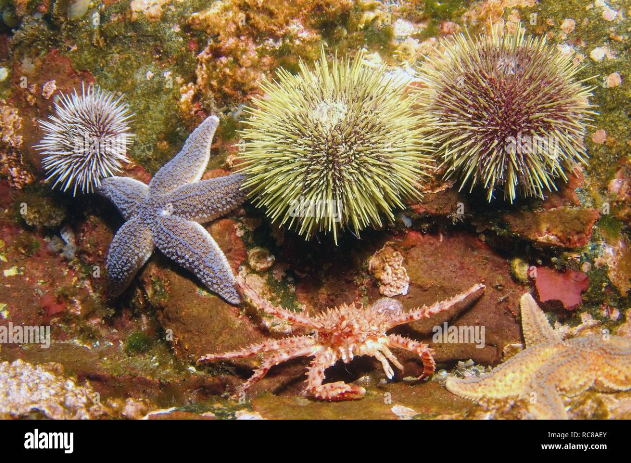 Баренцево море Флора и фауна