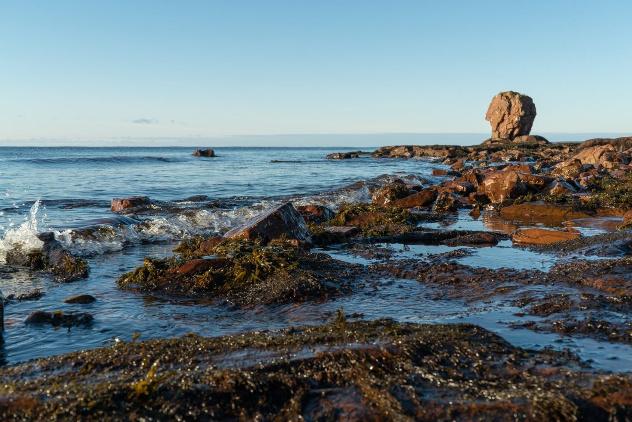 Нерпа в Арктике