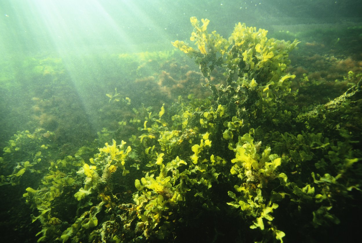 Водоросли Балтийского моря ламинария