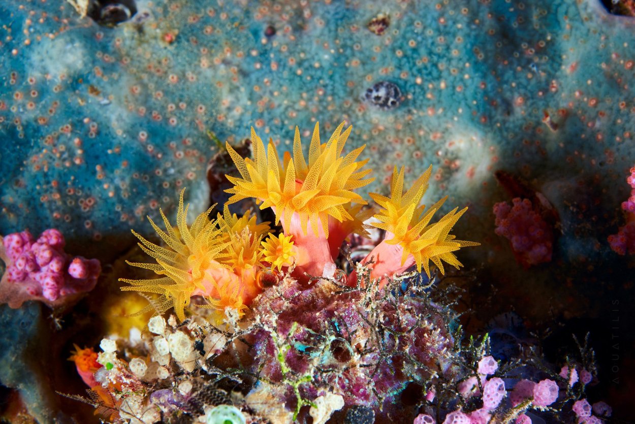 Подводный пейзаж