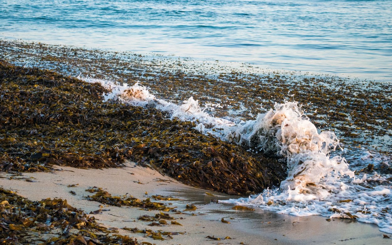 Водоросли на берегу