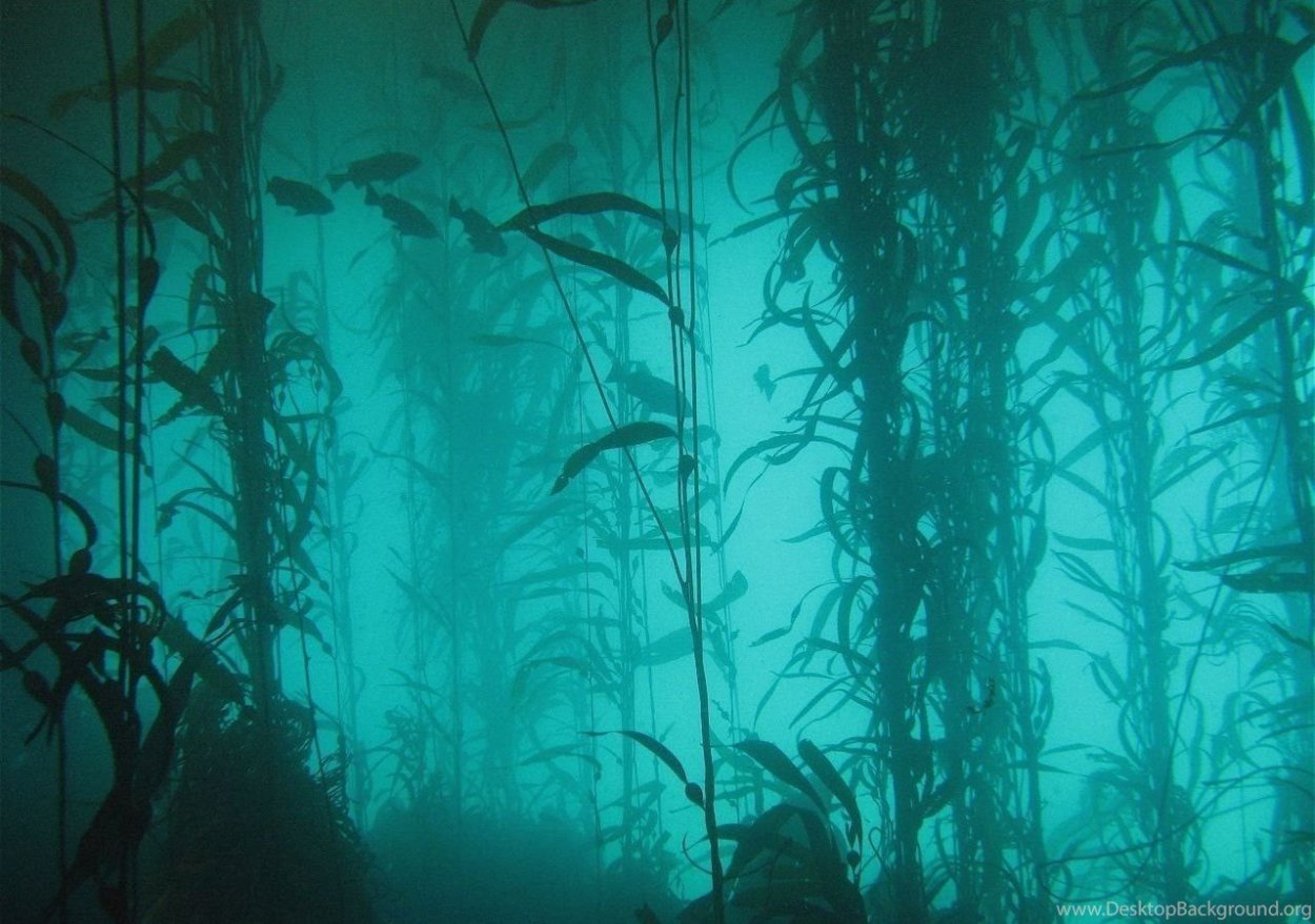 Аэрофильные водоросли