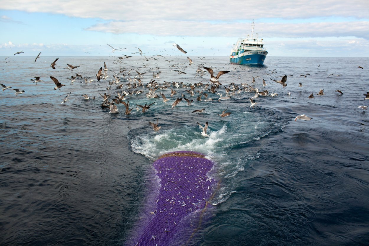 Пресноводные водоросли
