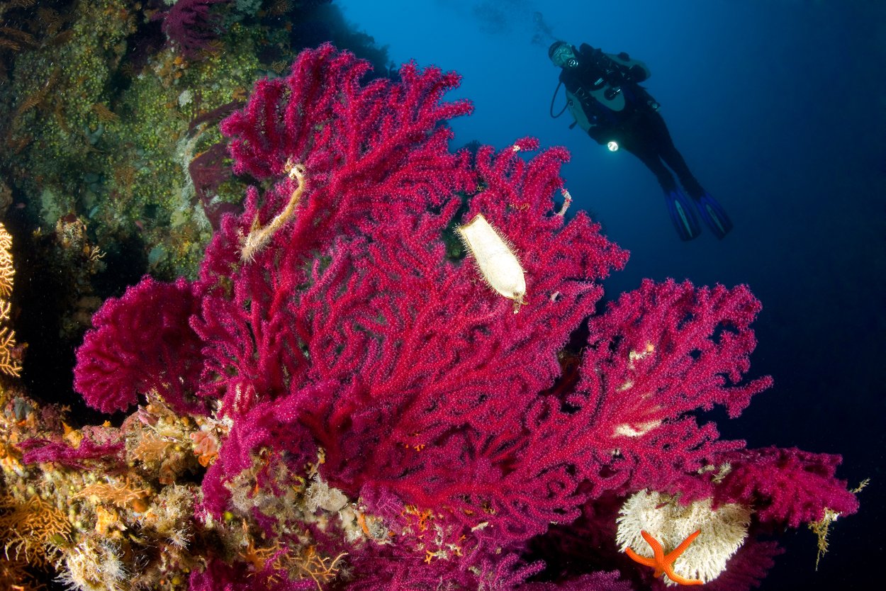 Анфецилин водоросли