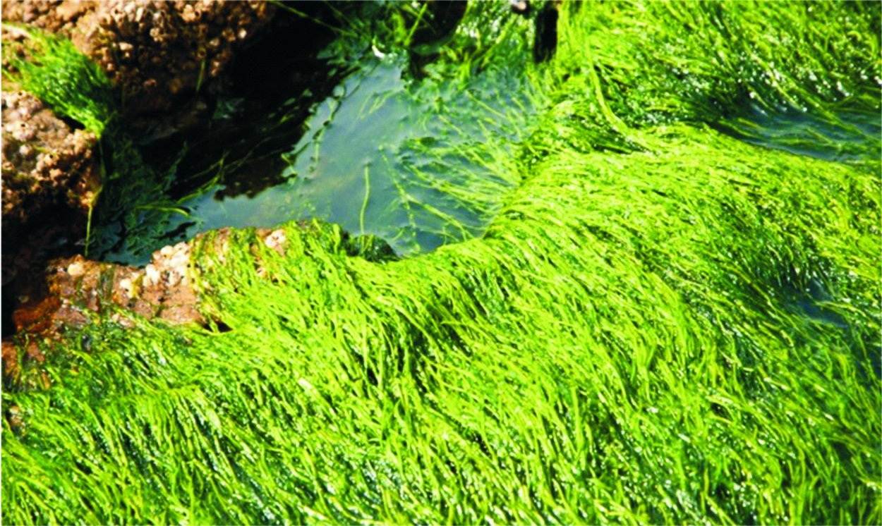 Ламинария Пресноводная