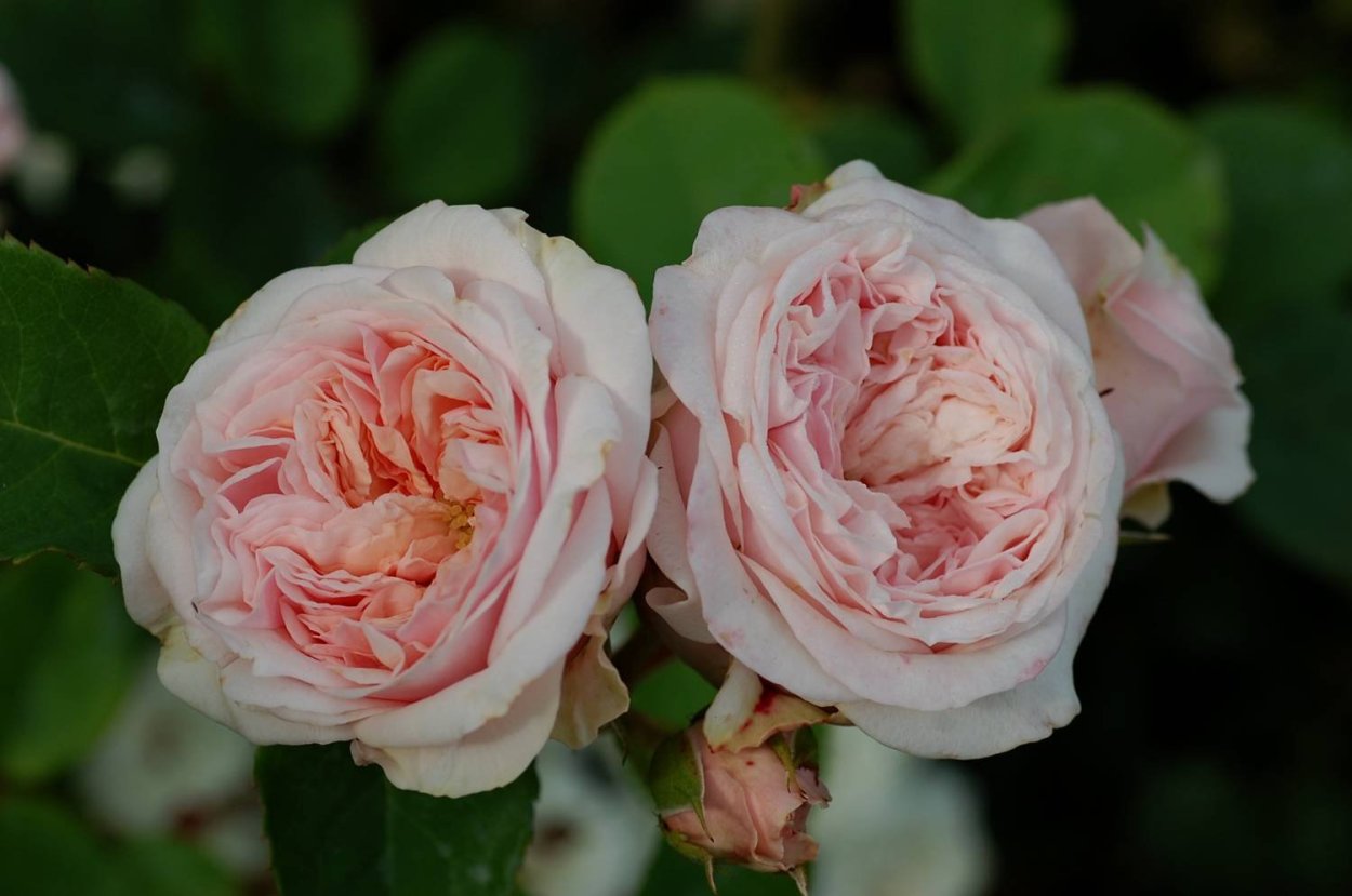 Роза Veronique b.