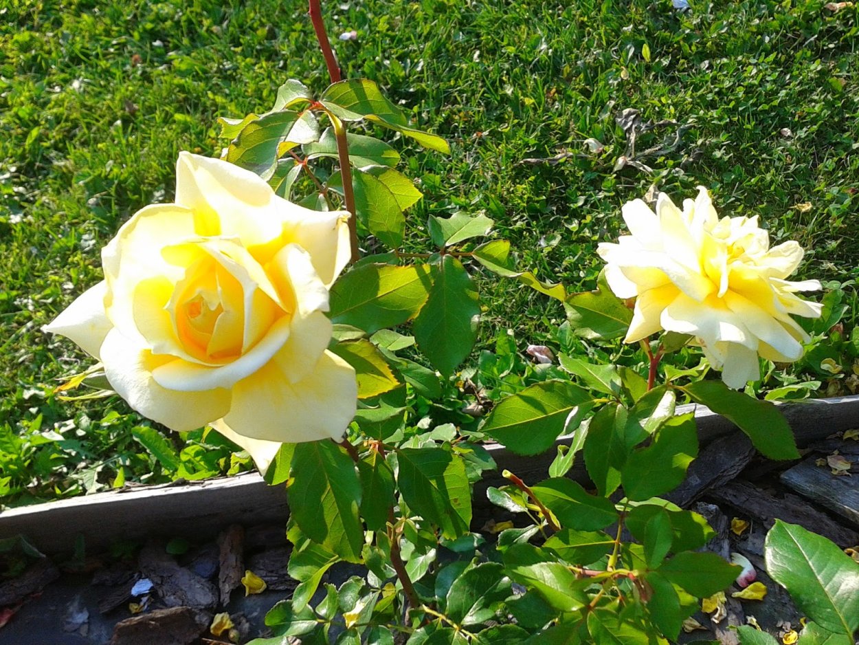 Роза Ландора плетистая