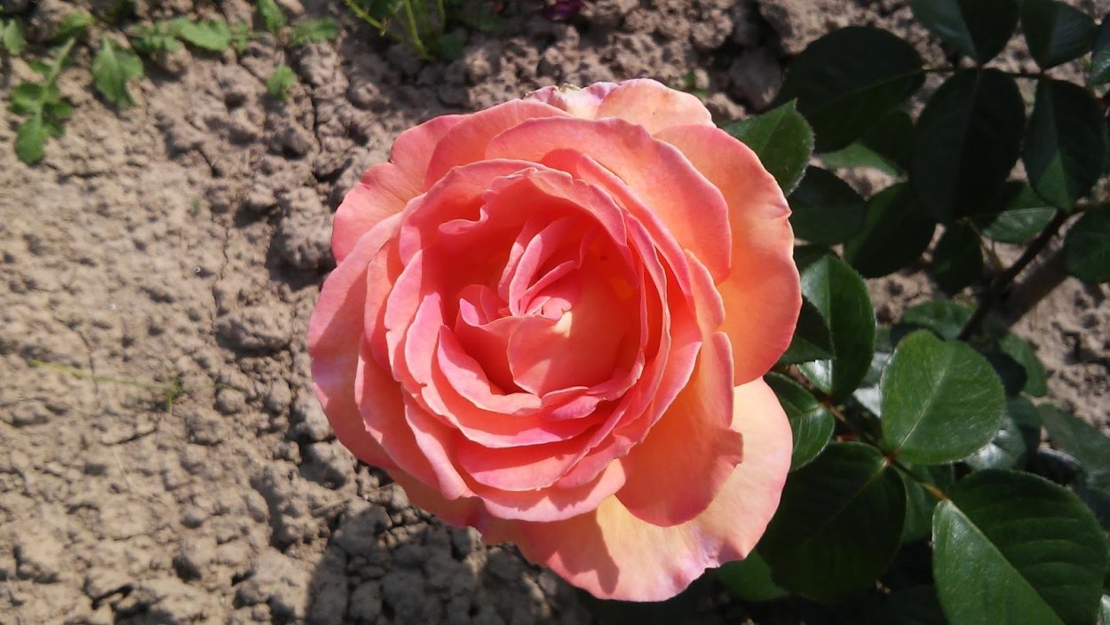 Роза Aspirin Rose Tantau