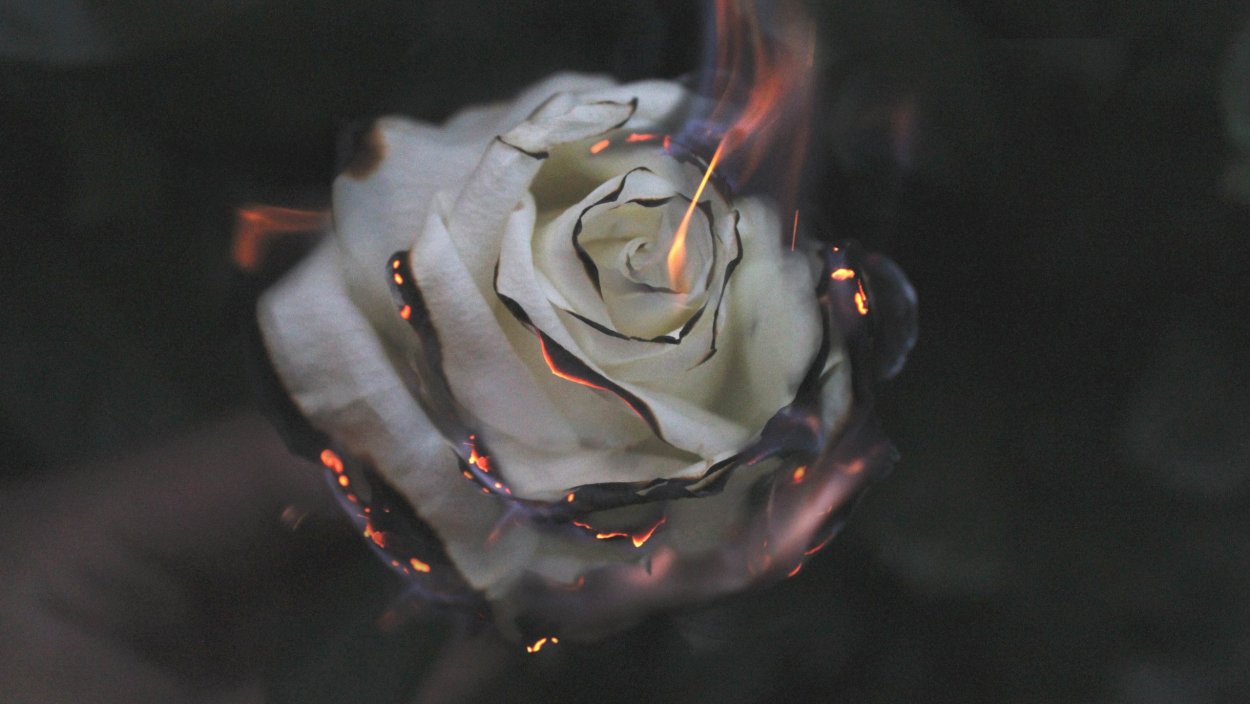 Буквы из роз