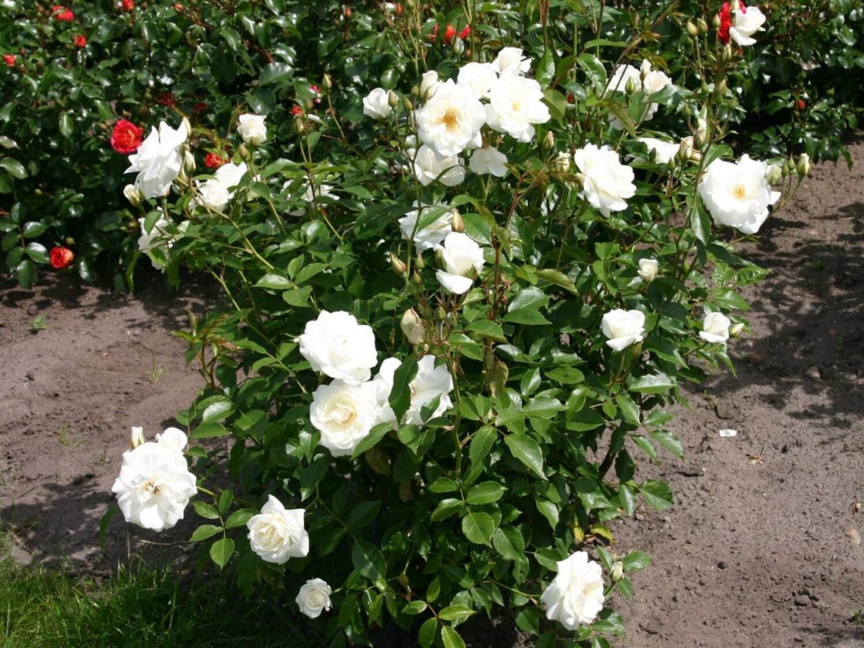 Красная роза на черном фоне тату