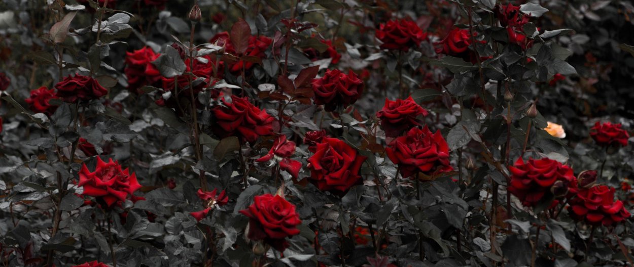 Сигареты роза