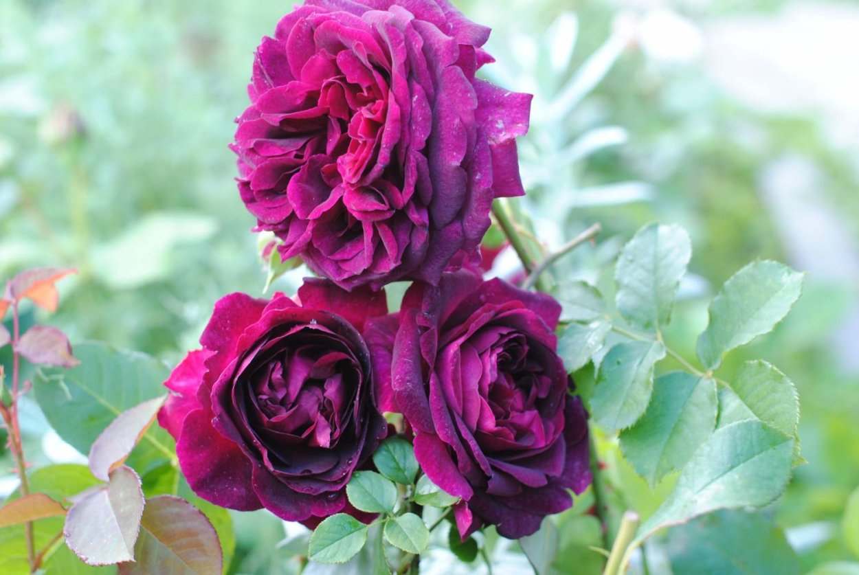 Штамбовая роза Осирия