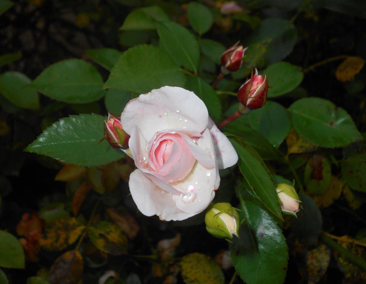 Роза Комтесс де Берри