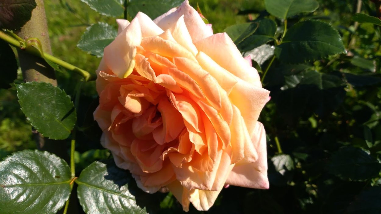 Асма Дахкильгова