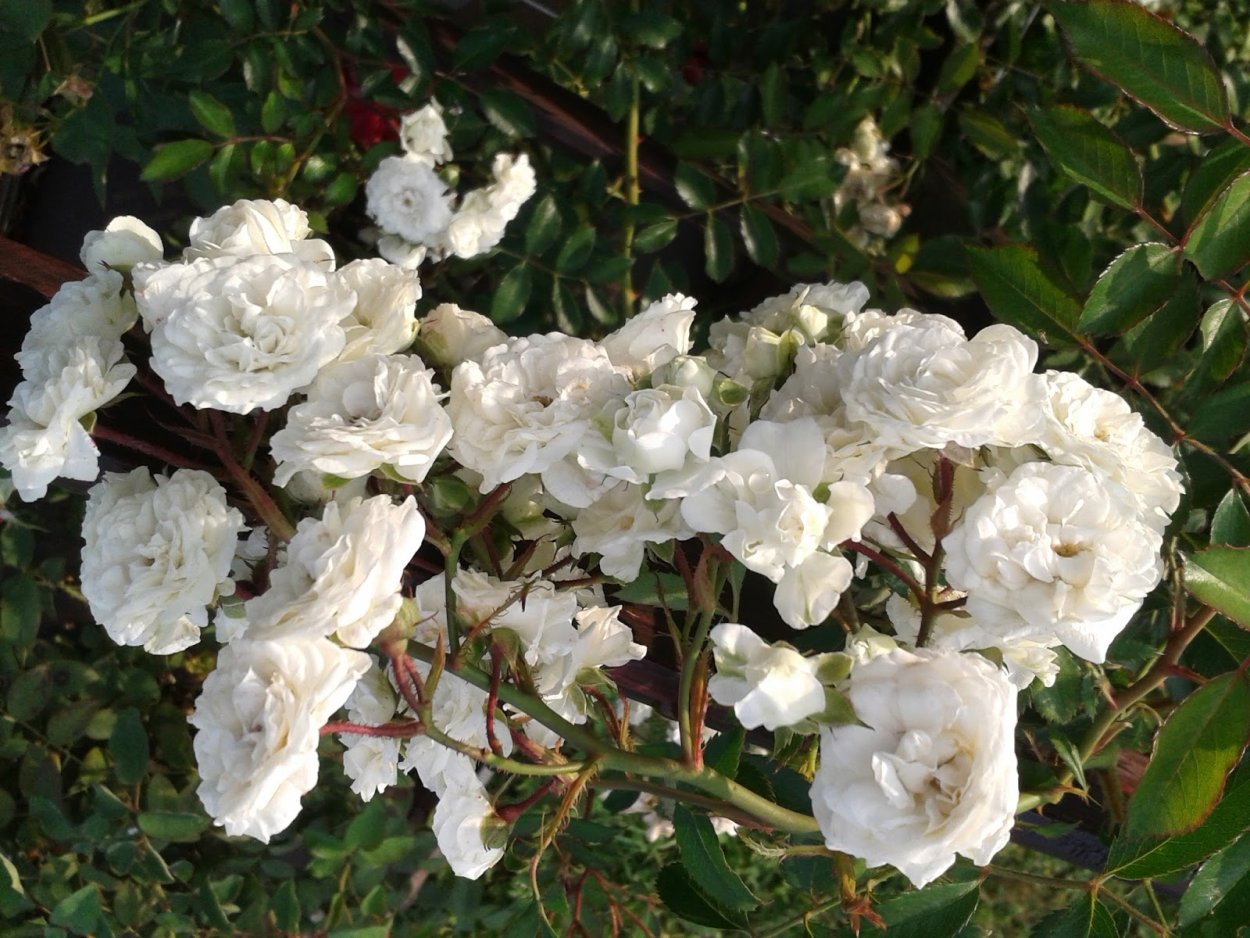 Роза черный букет плетистая